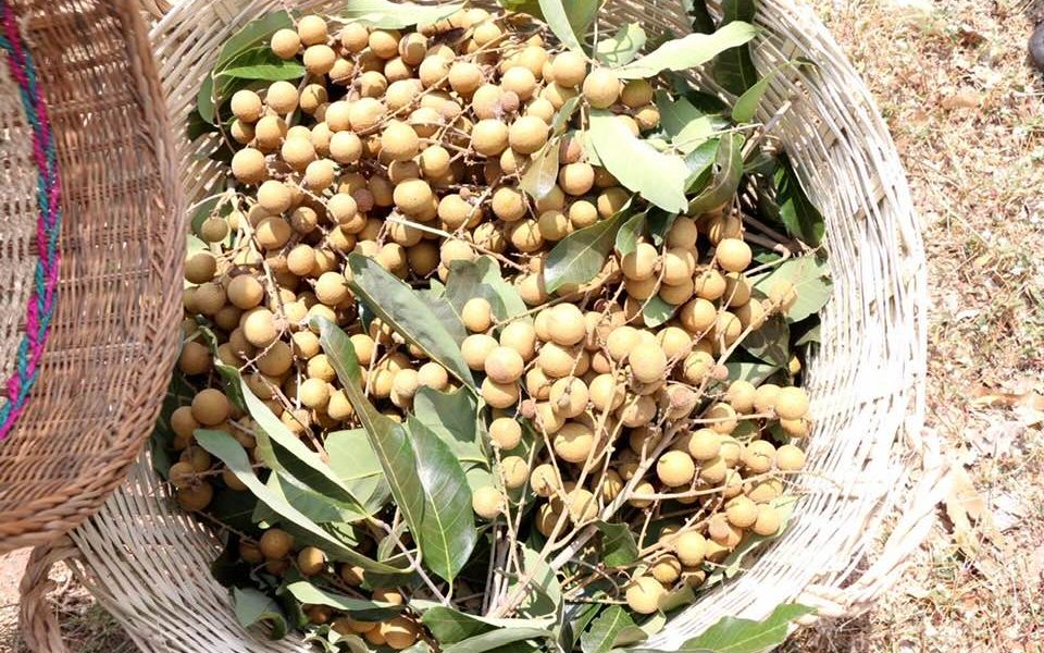 Cambodian Longan