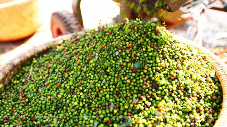 Cambodian Pepper