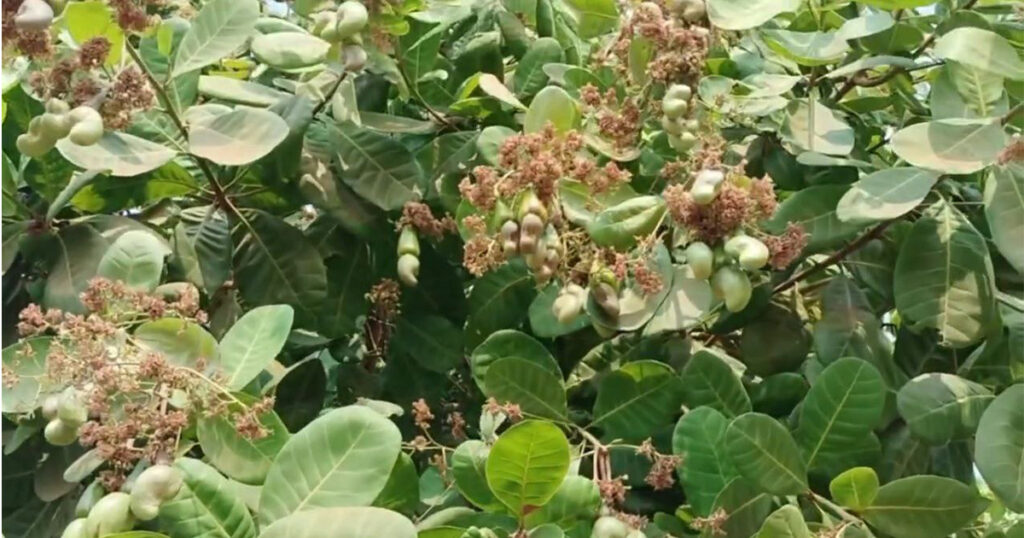 Cashew Nut at Kratie