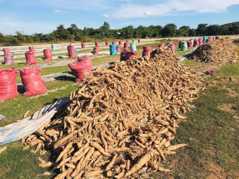 Fresh Cassava