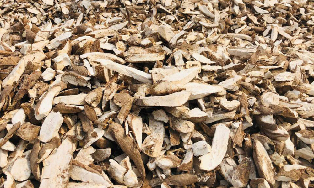 cassava