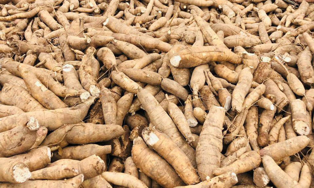 Fresh Cassava