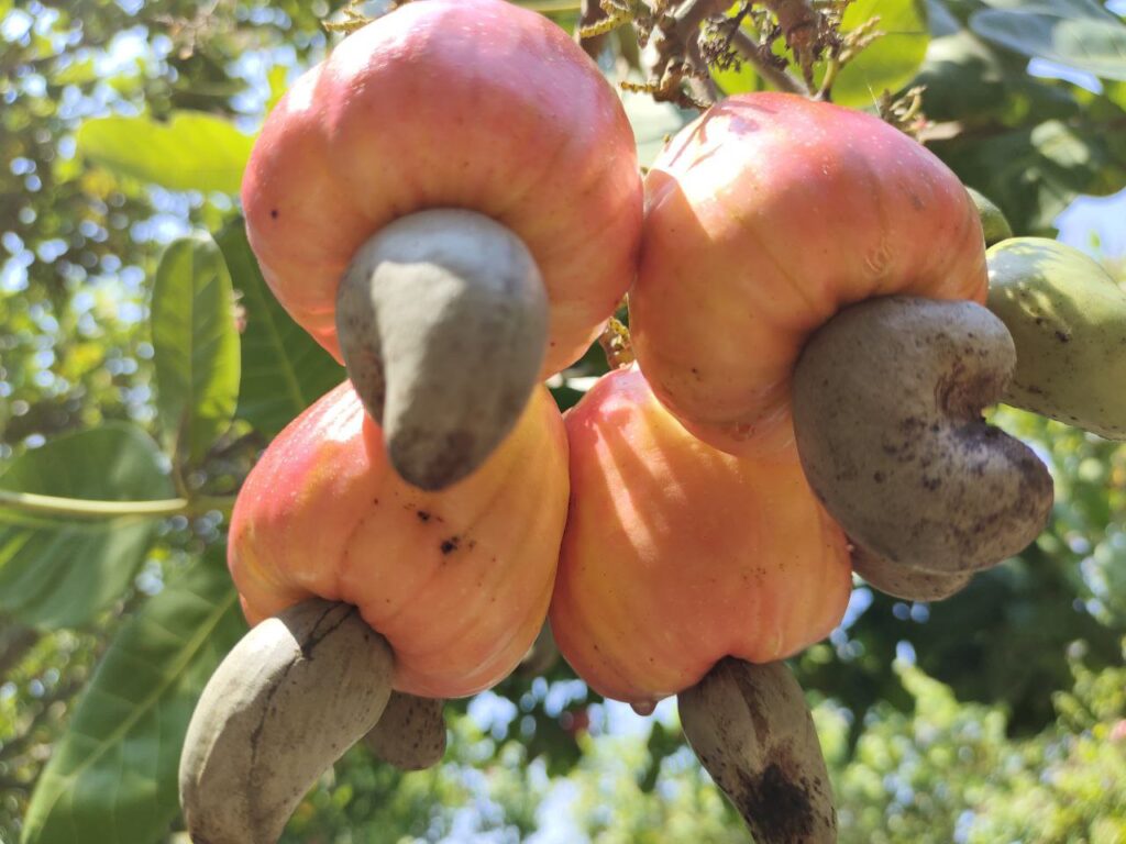 Cashew fruit