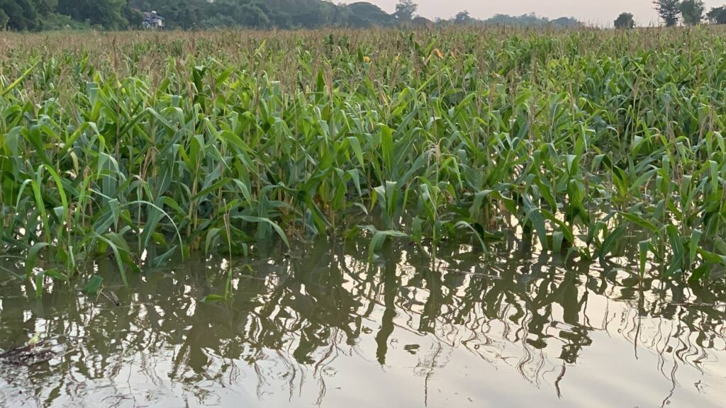 flooded maize