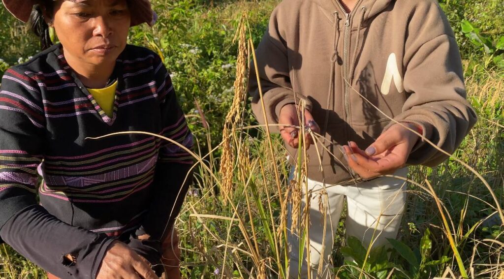Hand harvesting in Mondulkiri