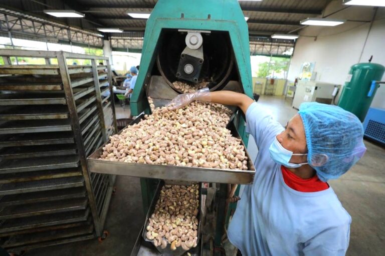 Cashew Nut